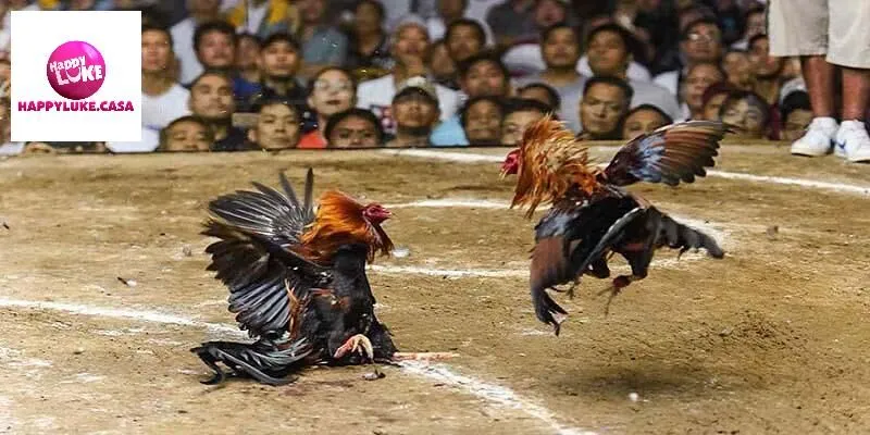 Giới thiệu khái quát về đá gà thomo